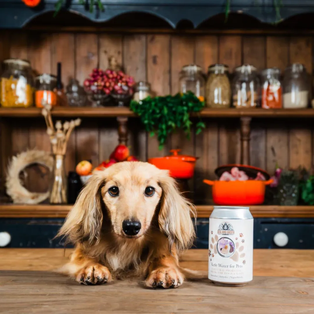 Kefir Water for Pets - Boil & Broth