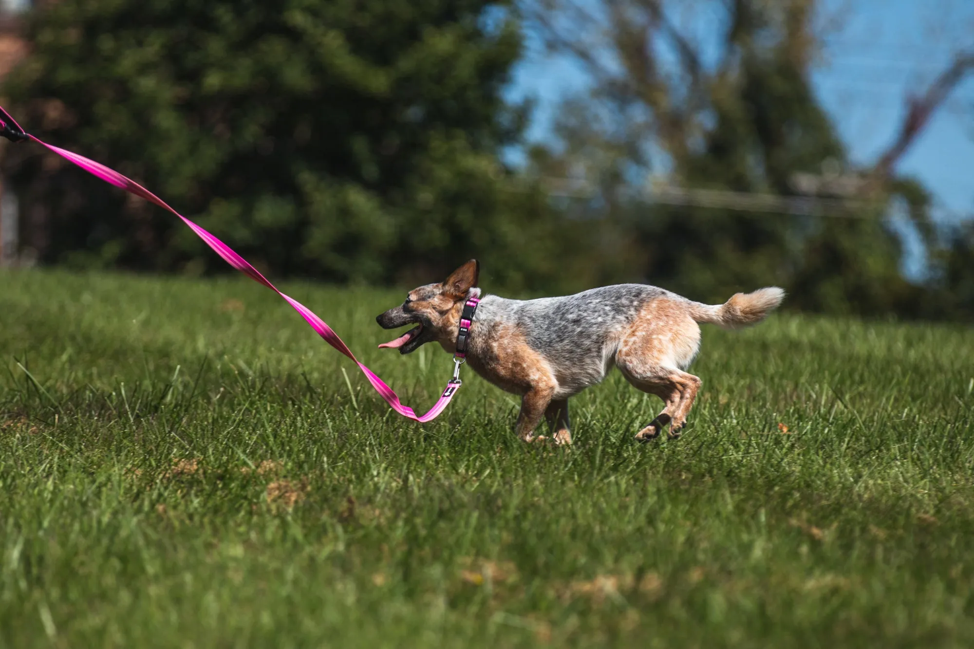 Legendary Leash