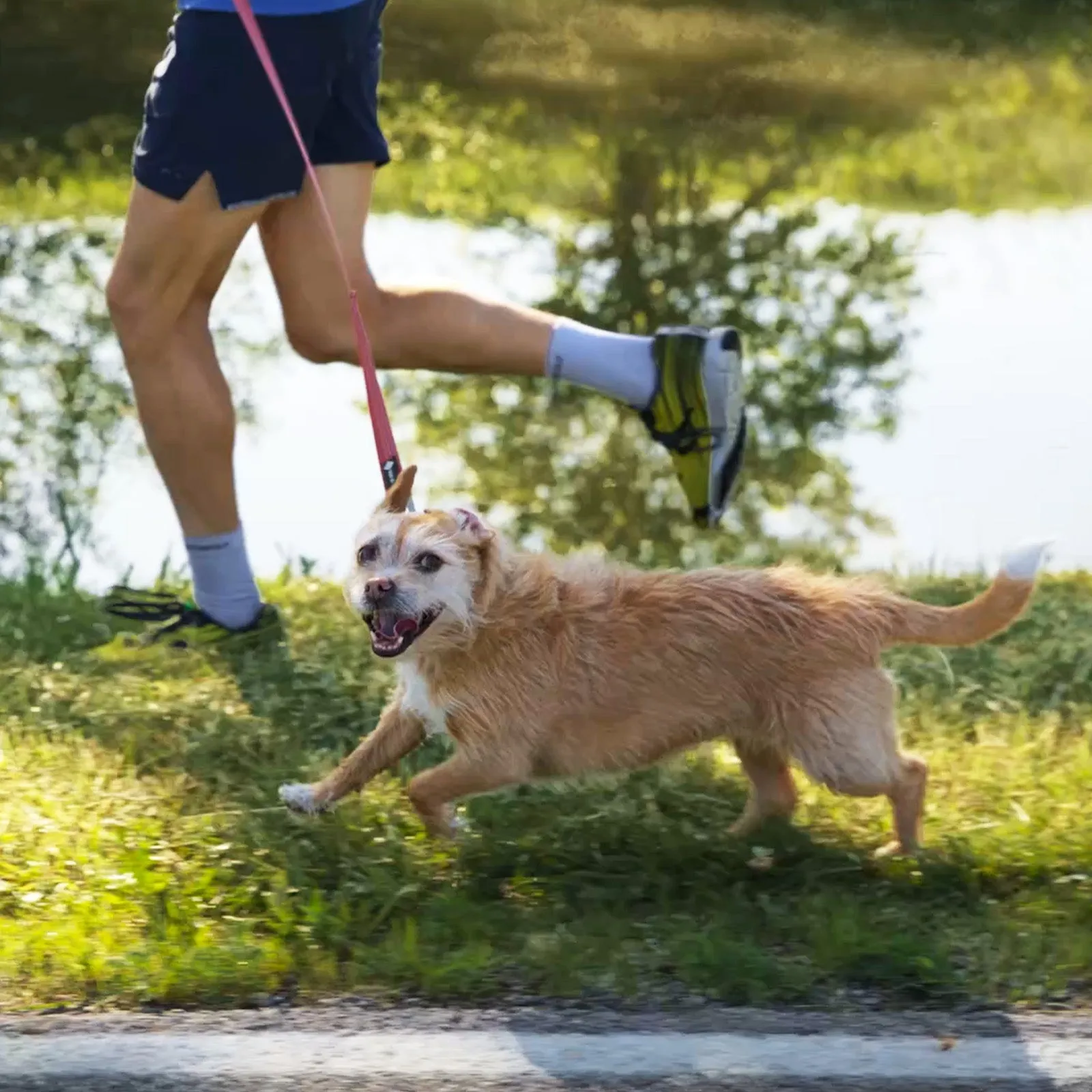 Legendary Leash