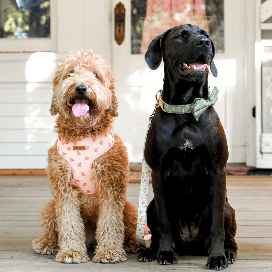 Playground Bowtie Unbreakable Collar™ & Leash Set