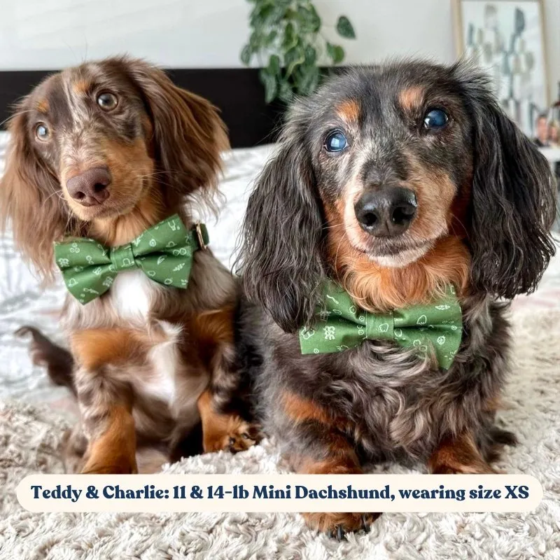Playground Bowtie Unbreakable Collar™ & Leash Set