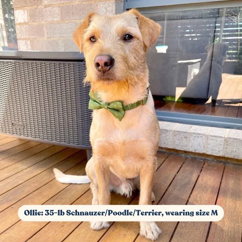 Playground Bowtie Unbreakable Collar™ & Leash Set