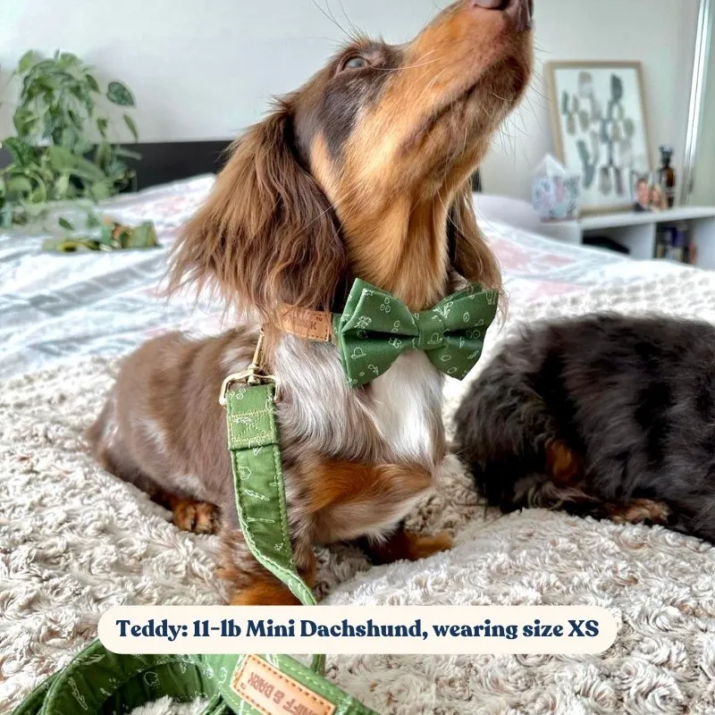 Playground Bowtie Unbreakable Collar™ & Leash Set