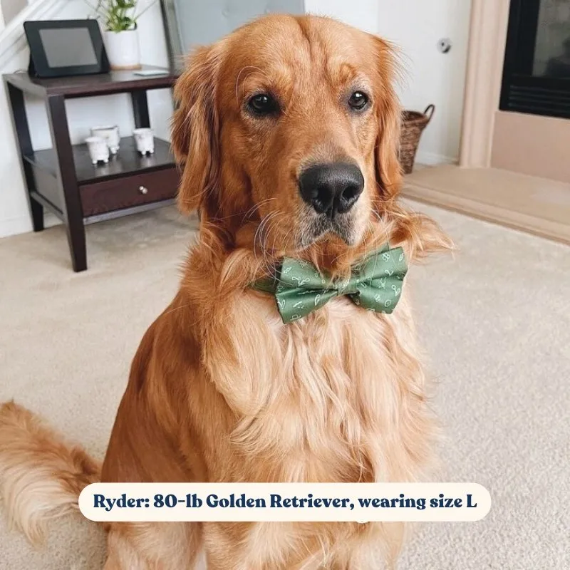 Playground Bowtie Unbreakable Collar™ & Leash Set